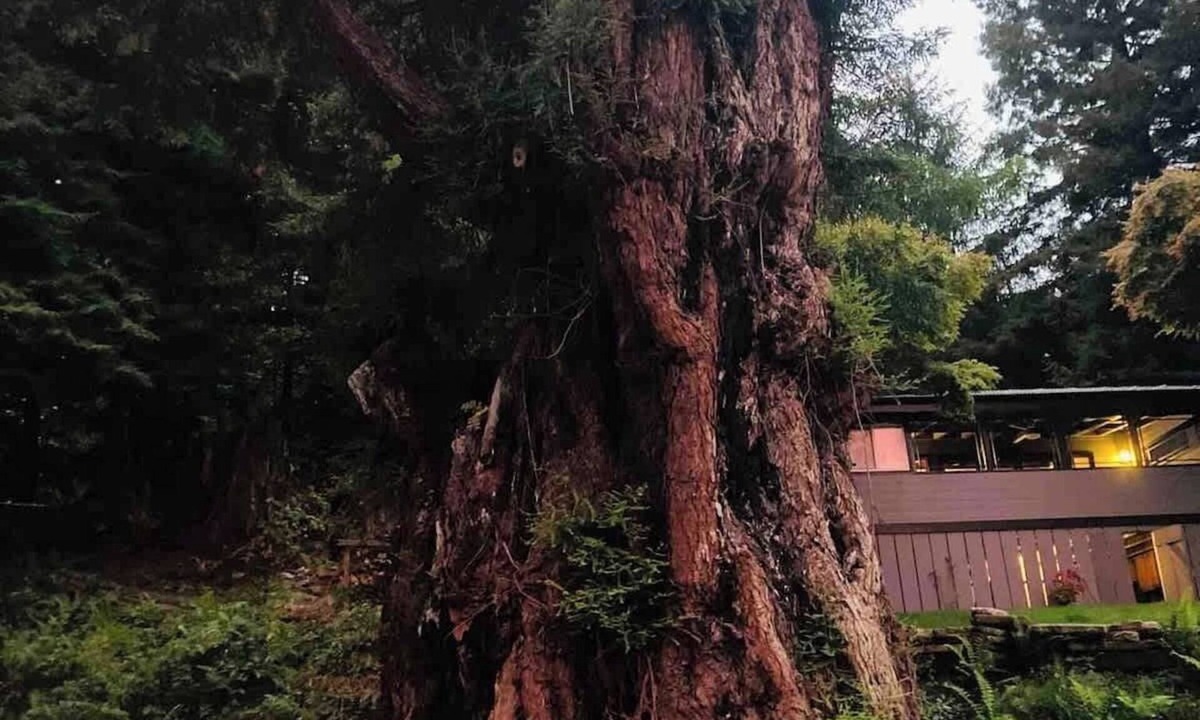 Jacoby Creek House | ★ Baywood Redwood Retreat-7Bd/Luxury/Rejuvenate