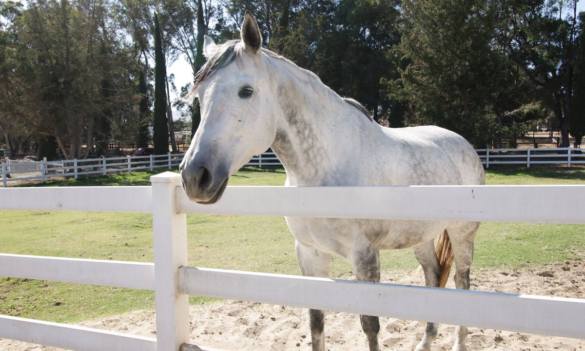 Buellton Cottage | Wine Country Ranch Escape - Unplug, live by horses on a real ranch, close to wineries!