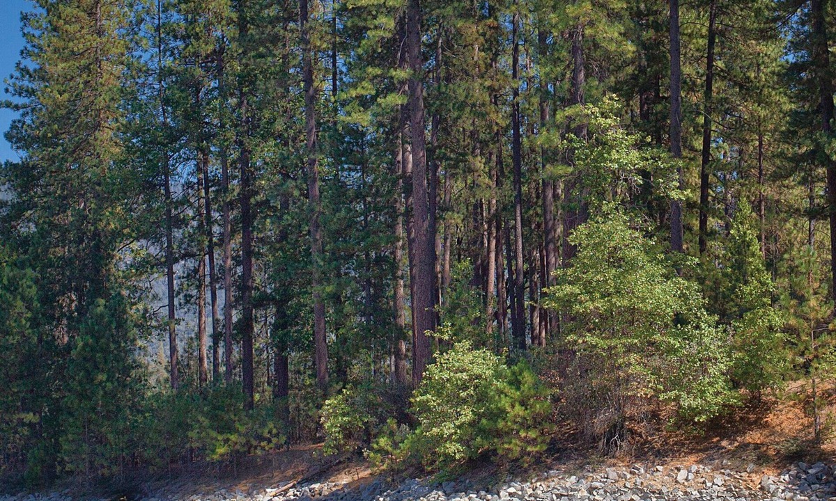 Bass Lake Resort | Wow ... This is the outdoors at its best !