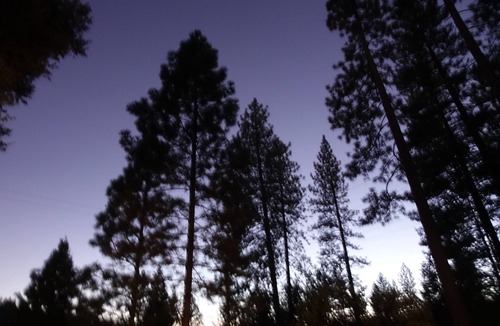 Volcano Cottage | A cozy winter skier's cabin, or summer retreat-Explore the Gold Country!