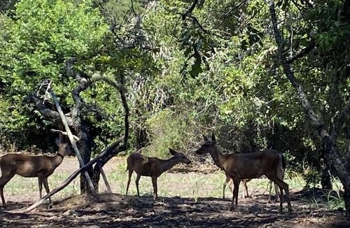 Los Gatos RV Rental | Campsite #8 with hot water shower in 45acre Redwood Mountain Retreat