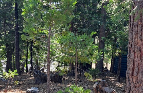 Phoenix Lake-Cedar Ridge House | Cute RV in the forested mountains at Cedar Ridge, Sonora for your vacation.