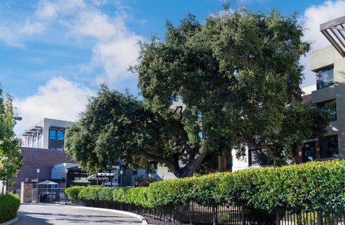 Palo Alto Hotel | Homewood Suites by Hilton Palo Alto