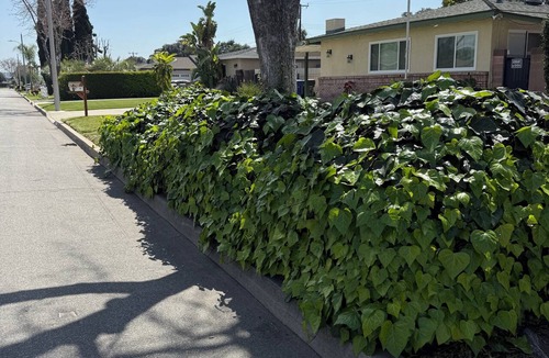 Covina Apartment | Independent 1-bedroom ,1 living room, 1 bathroom and kitchen, fridge ,in Covina