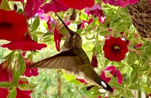 Groveland Bed & Breakfast | Red Tail Ranch