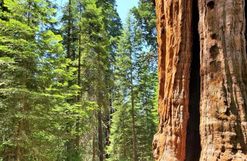 Camp Nelson House | Redwood Retreat, Mountains, Adventure and Nature