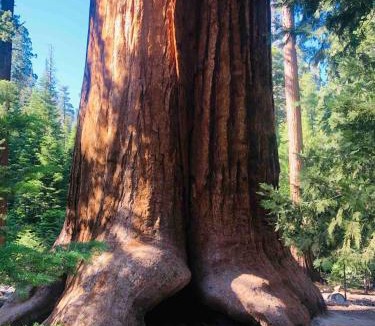 Posey House | Sequoia National Forest Glamping