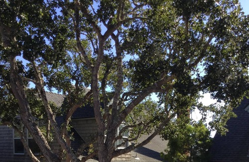 Marine Terrace House | This is a Monthly rental, Ocean View Cottage