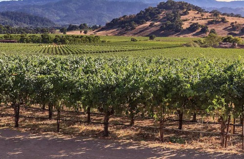 Napa Resort | Vino Bello Resort, Idyllic Location for Napa & Sonoma, Jr King Suite