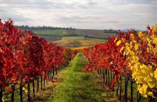 Napa Resort | Vino Bello Resort, Idyllic Location for Napa & Sonoma, Jr King Suite