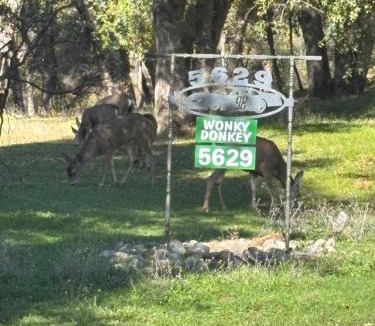 Mariposa House | Wonky Donkey Den 30 mi to Yosemite Arch Entrance