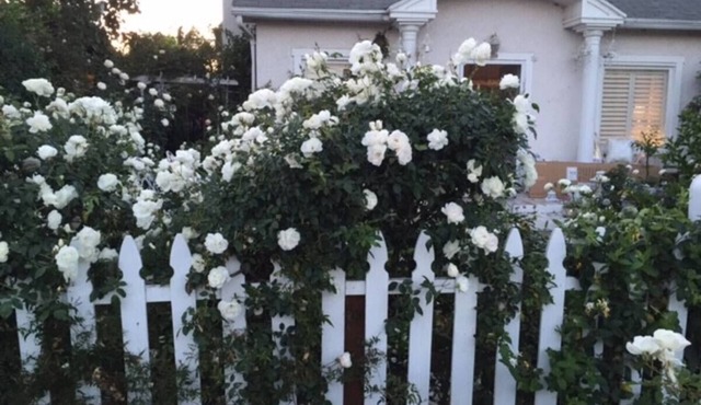 California Dreaming! Elegant White Cottage, Venice Beach Happy holidays here!