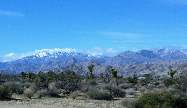COZY JOSHUA TREE SAGE EXPERIENCE