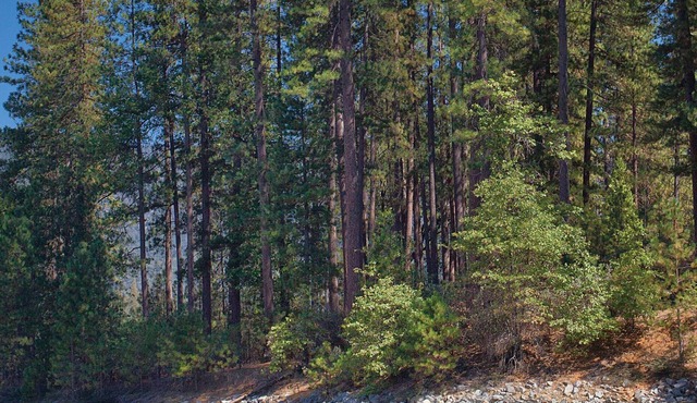 Love nature? You will love Bass Lake!