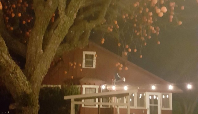 Orchard Road Cottage
