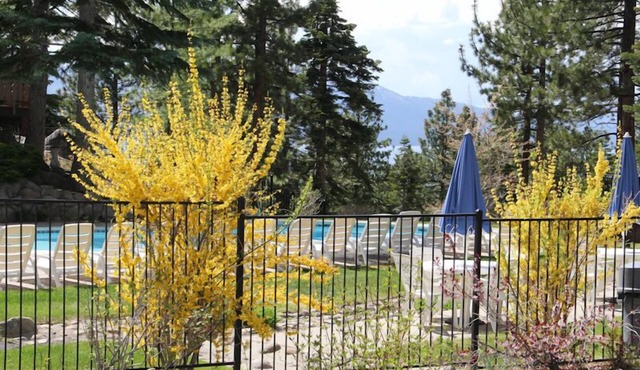 Ski Chalet 2 Bdrm,2 Bath +Loft, Near Heavenly… availability 30 nights plus