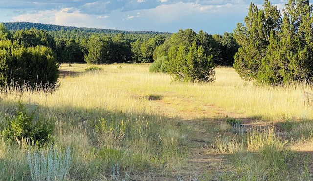 Under The Stars Colorado campground. 420. Bring Your TENTS! Lots of trees. in Walsenburg