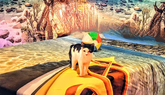 Your Next Travel Destination! Near Lake Tahoe, Reno, Virginia City & Washoe Lake