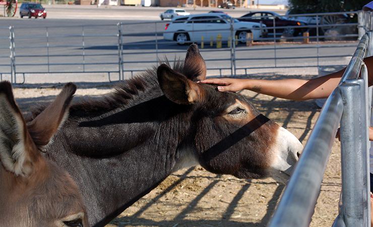 Photo of Others in Amargosa Valley
