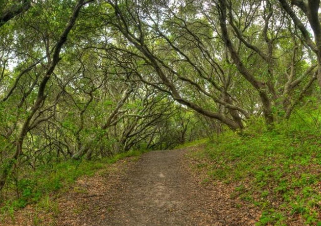 Photo of Outdoor in San Bruno