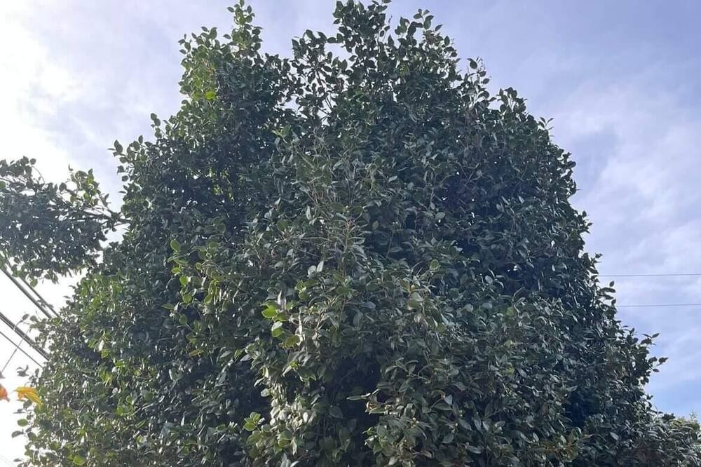 Photo of Others in Apple Hill