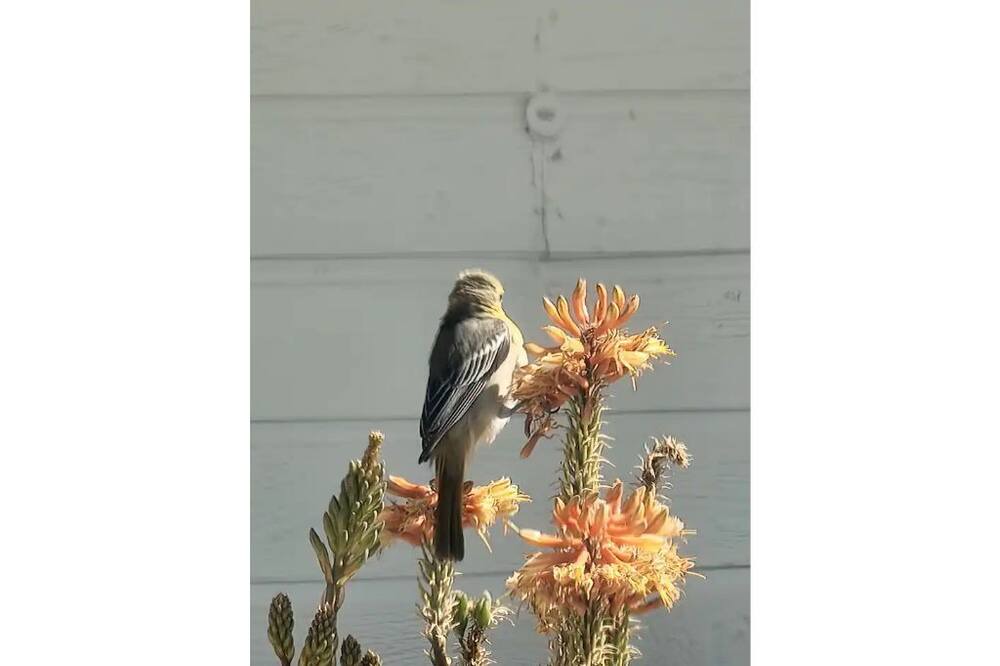 Photo of Others in Stevinson
