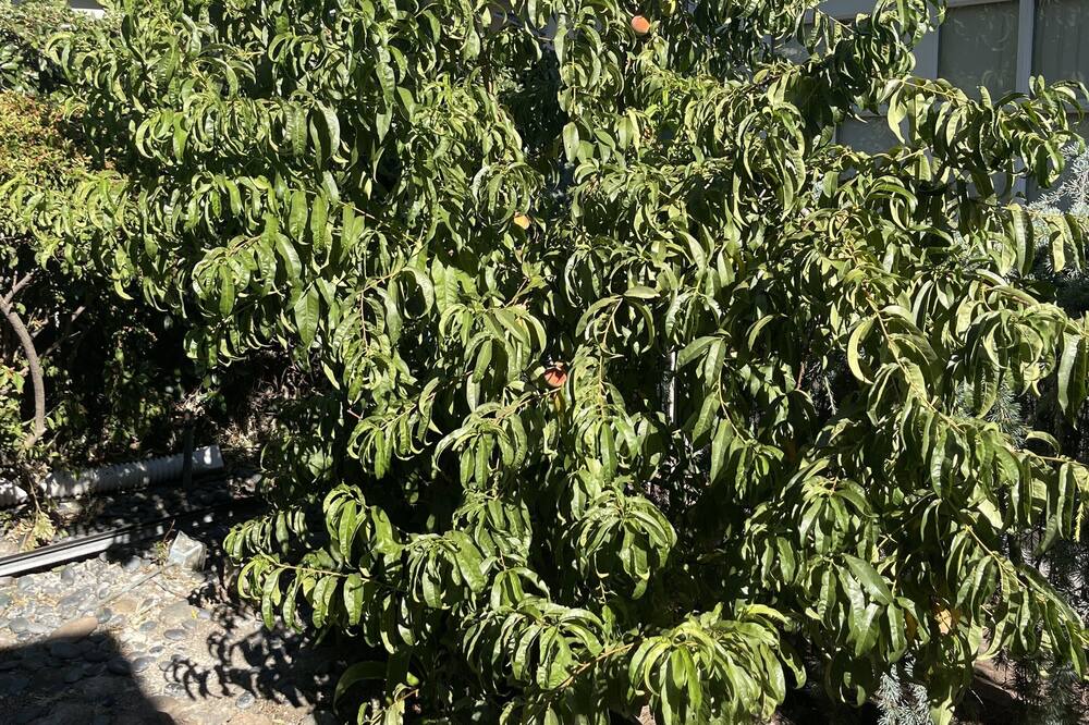 Photo of Outdoor in Stockton