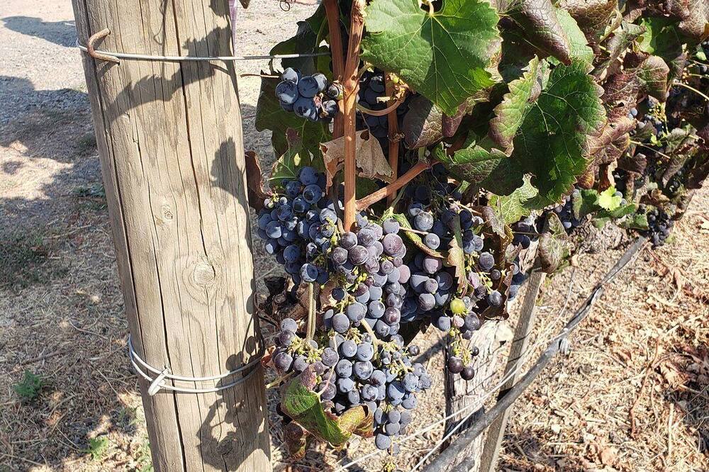 Photo of Outdoor in Napa