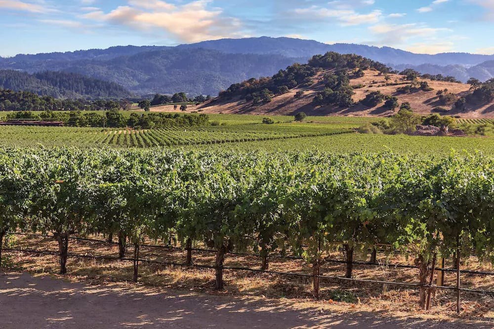 Photo of Others in Napa