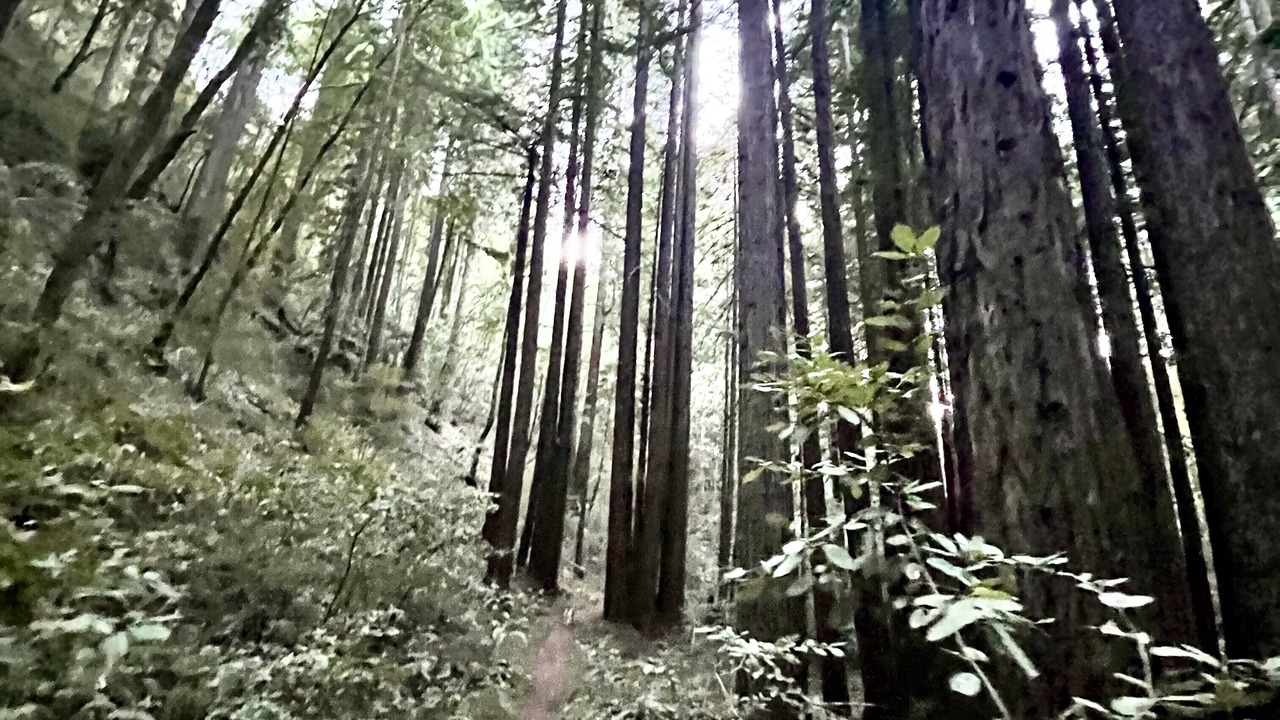 Photo of Outdoor in Redwood City