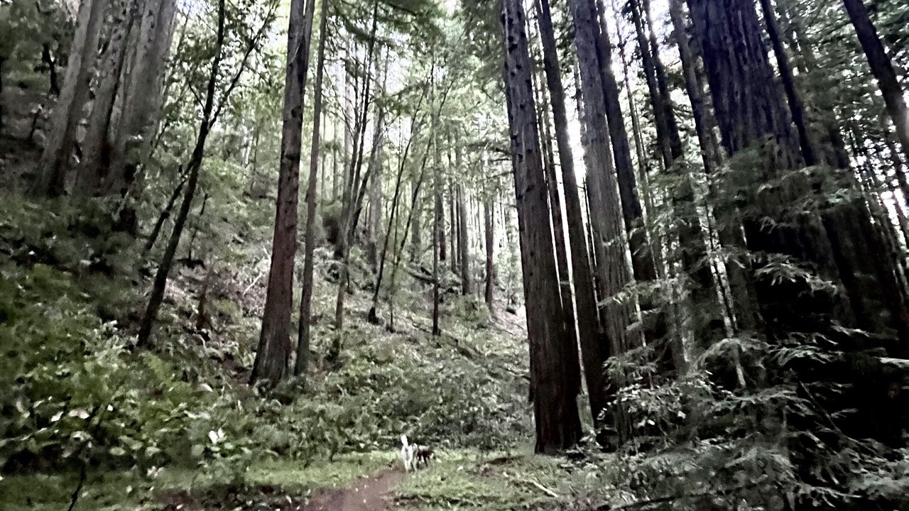 Photo of Outdoor in Redwood City