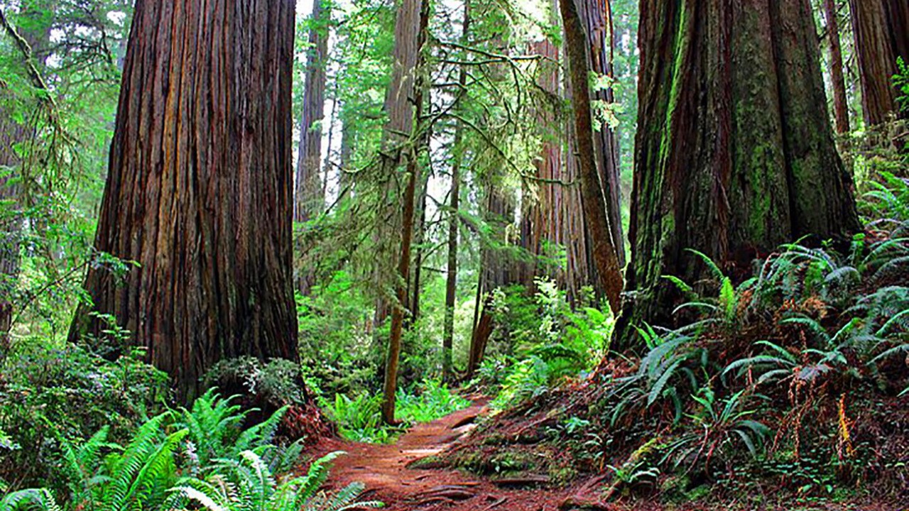 Photo of Outdoor in Redwood City
