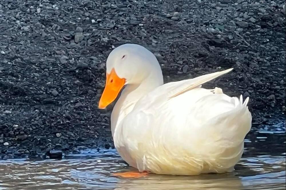Photo of Others in Guerneville