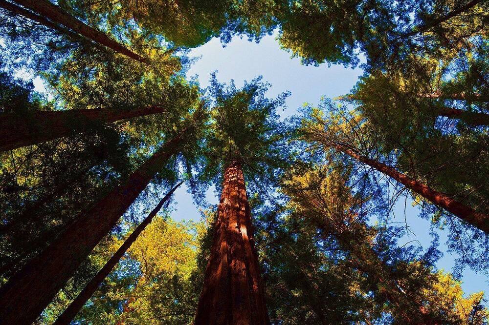 Photo of Outdoor in Guerneville