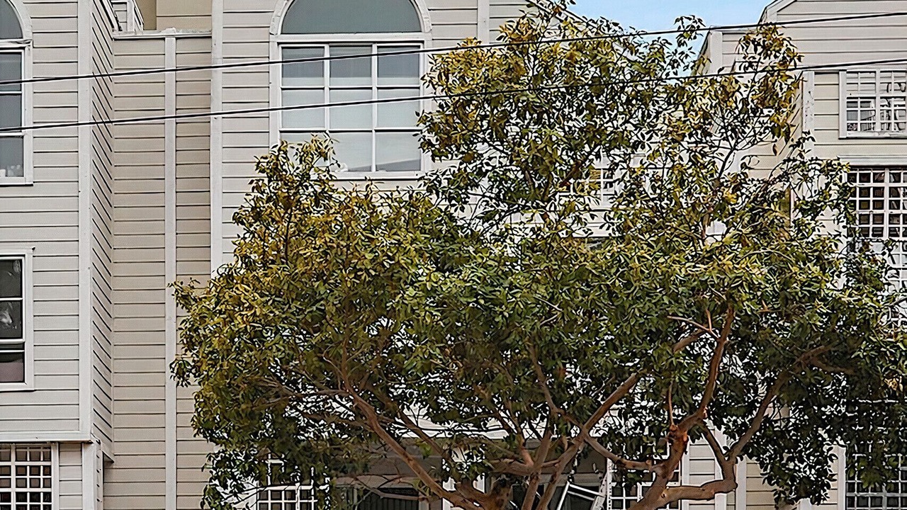 Photo of Outdoor in Fillmore District