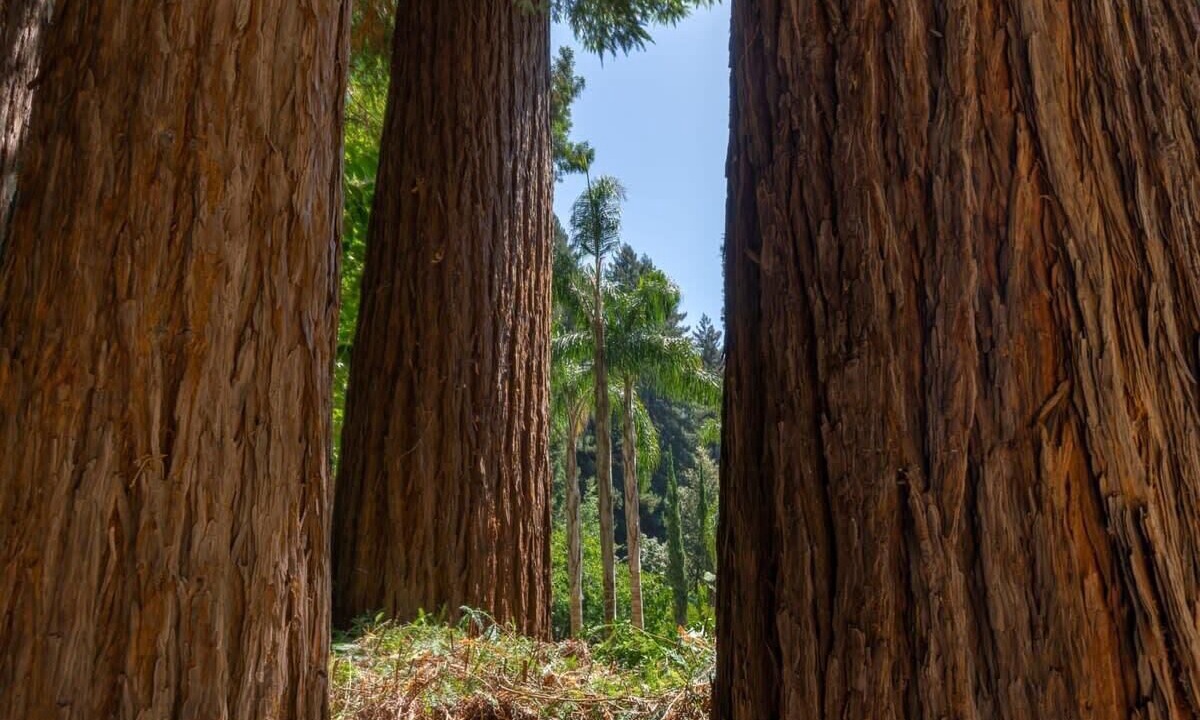 Photo of Others in Los Gatos