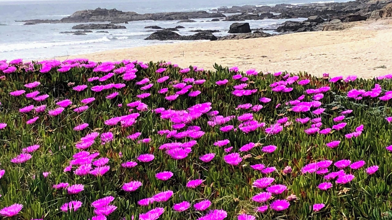 Photo of Others in Pescadero