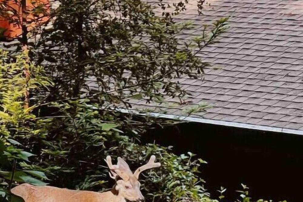Photo of Others in Felton