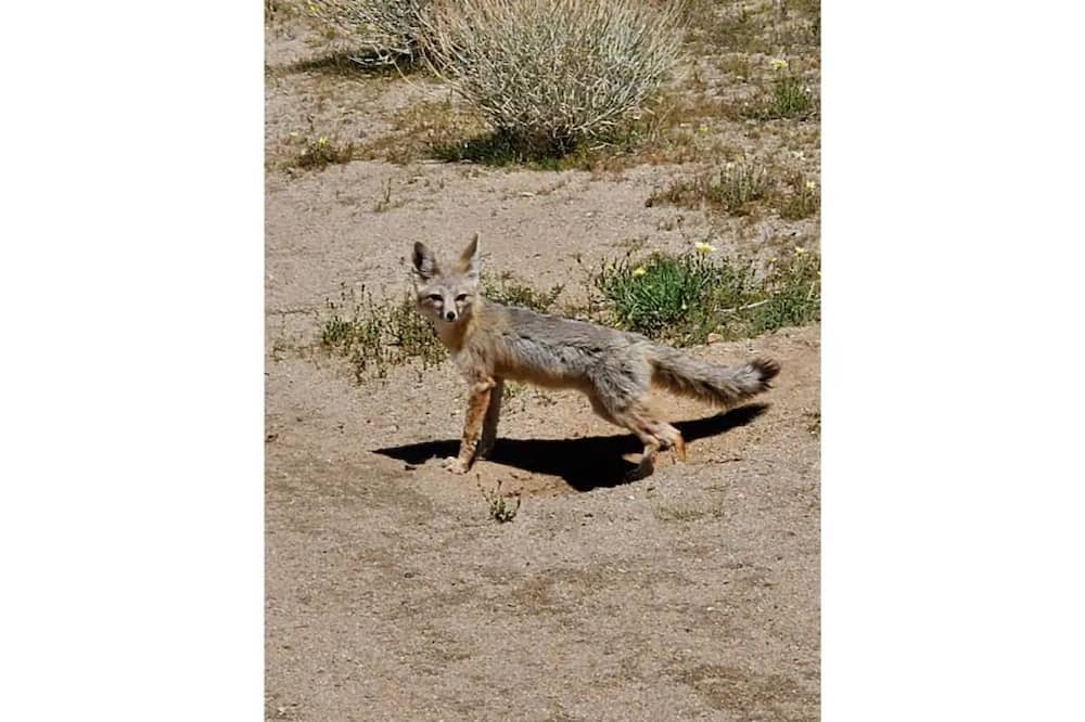 Photo of Outdoor in Ridgecrest