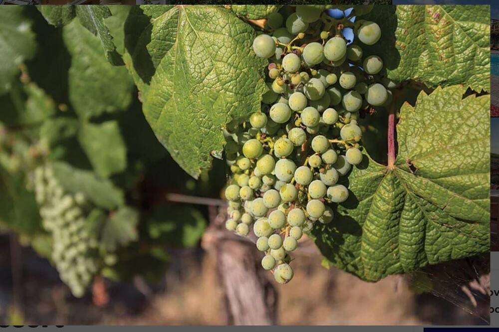 Photo of Others in Napa