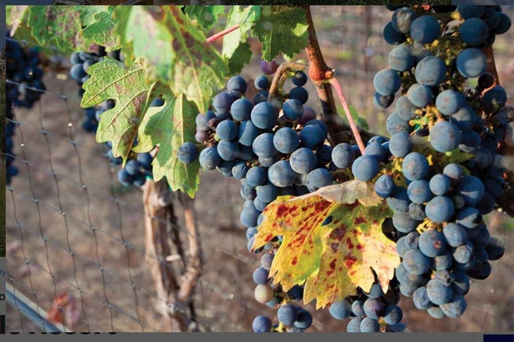 Photo of Others in Napa