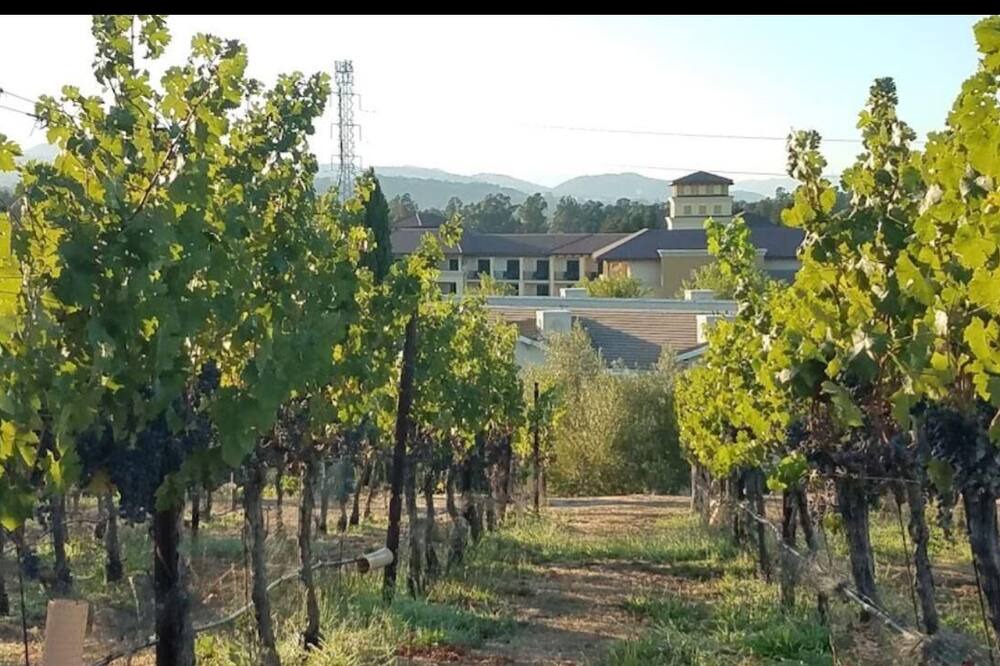 Photo of Outdoor in Napa
