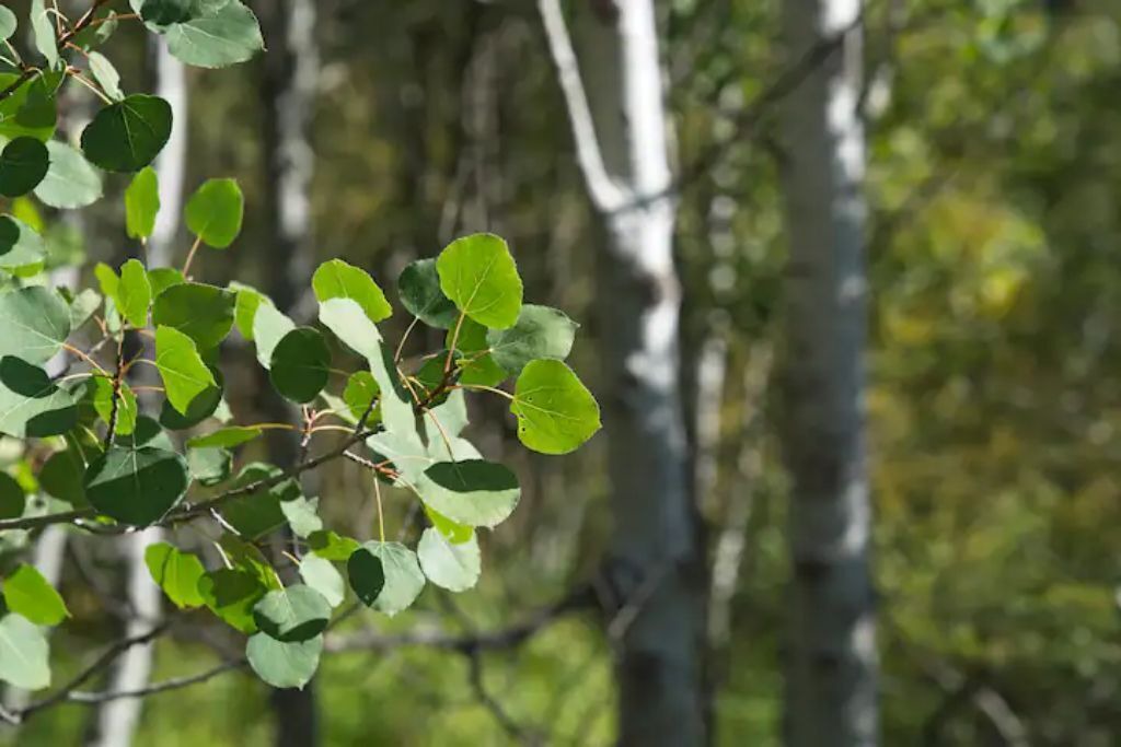 Photo of Outdoor in Ponderosa