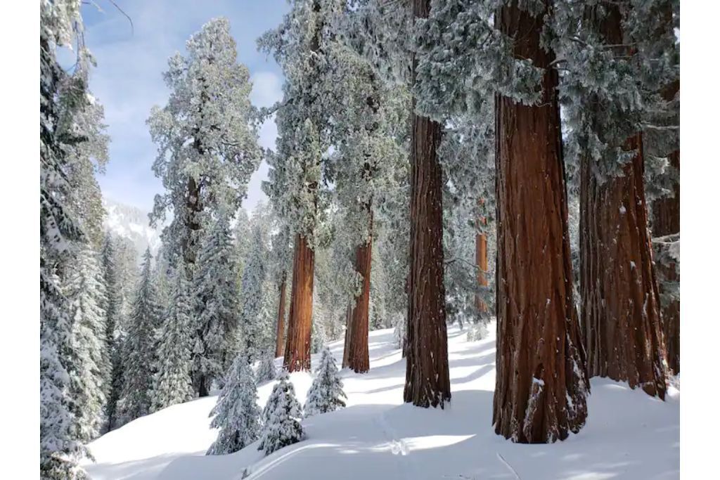 Photo of Others in Ponderosa