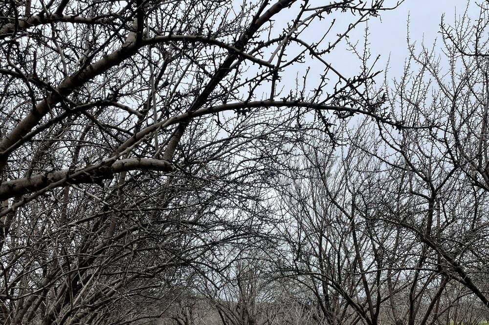Photo of Outdoor in Reedley