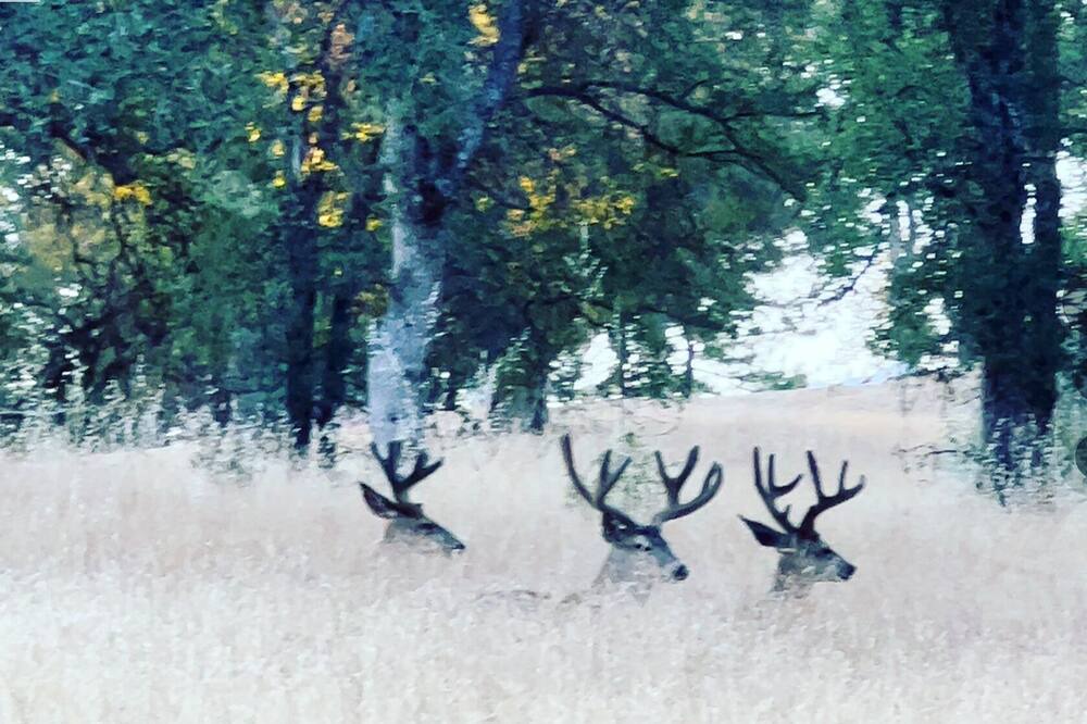 Photo of Others in North Fork