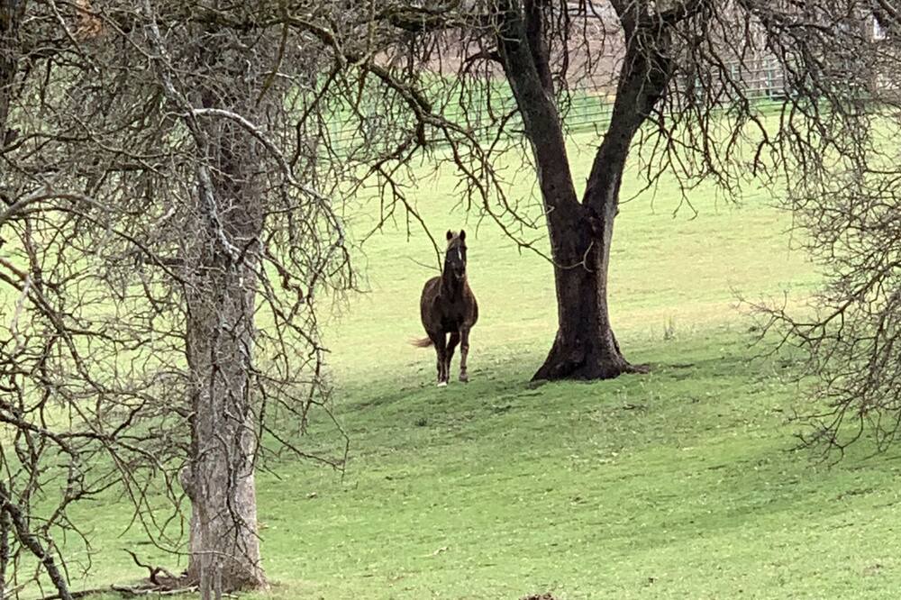Photo of Outdoor in North Fork