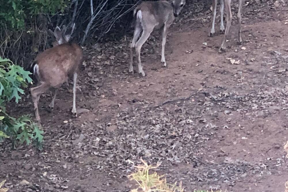 Photo of Others in Placerville