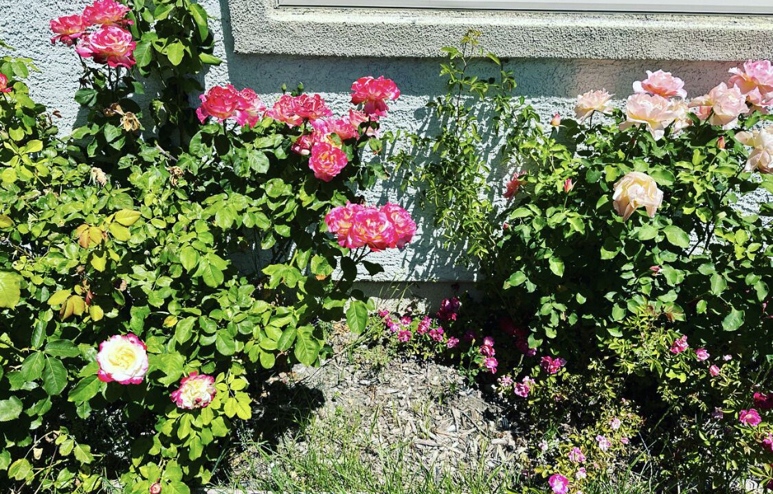 Photo of Outdoor in West Sacramento