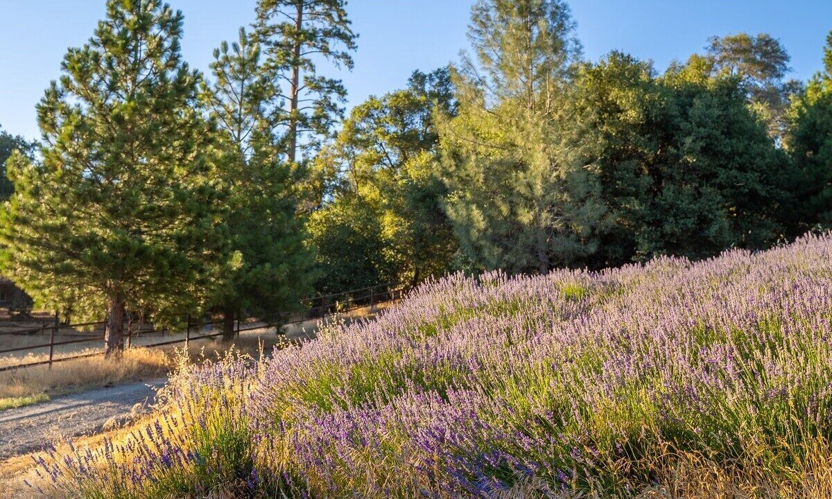Photo of Outdoor in Midpines